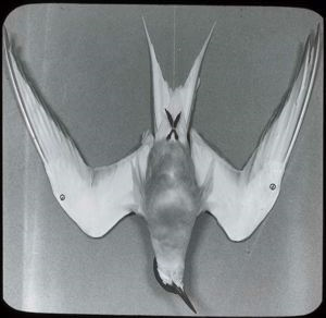 Image of Arctic Tern, Dead, Breast View